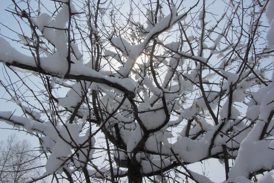 雪挂