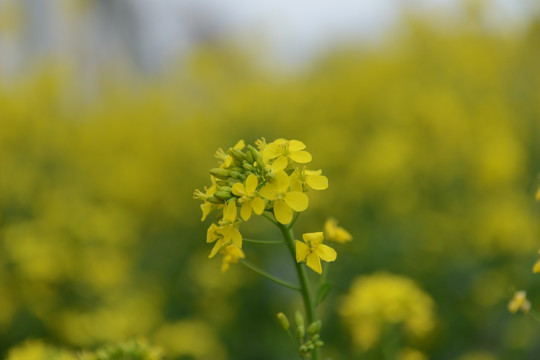 油菜花 小蜜蜂 黄花 菜花 摄