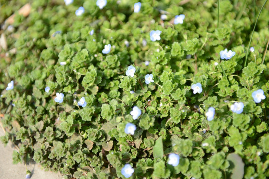 野花 小草