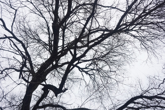 枯树 冬天的树枝