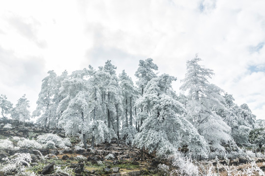 菌子山冰雪 雾凇