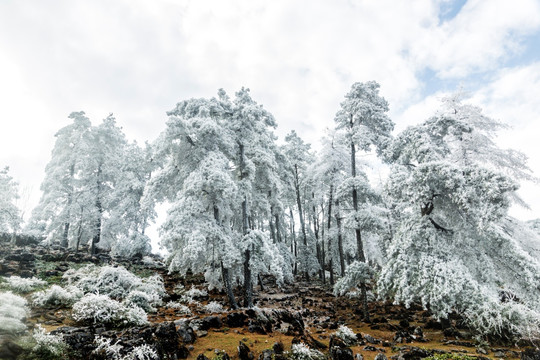 菌子山冰雪 雾凇