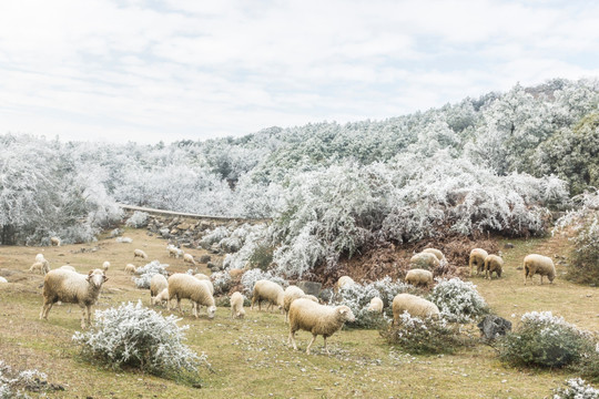 菌子山冰雪 雾凇