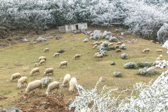 菌子山冰雪 雾凇