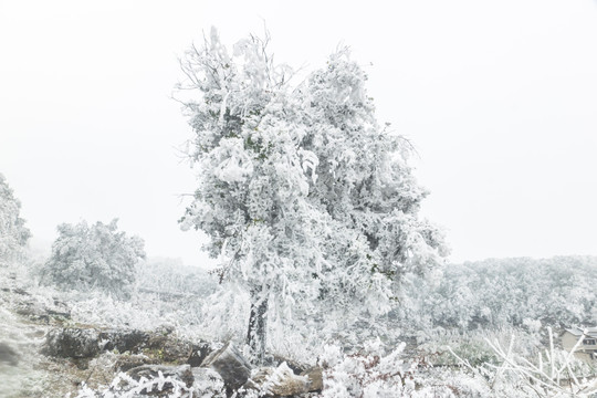 菌子山冰雪 雾凇