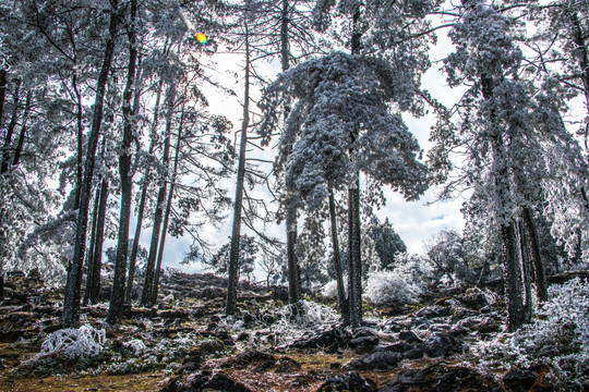 菌子山冰雪 雾凇