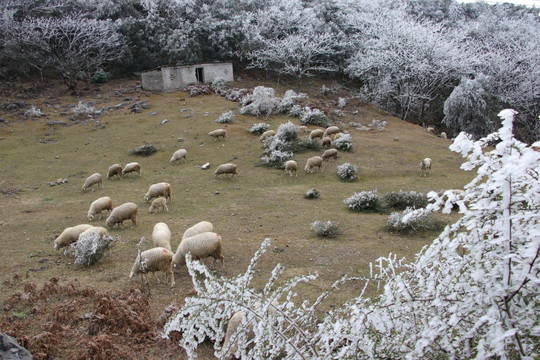 菌子山冰雪 雾凇