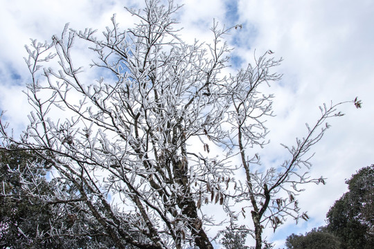 菌子山冰雪 雾凇