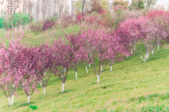 樱花