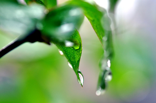 雨珠