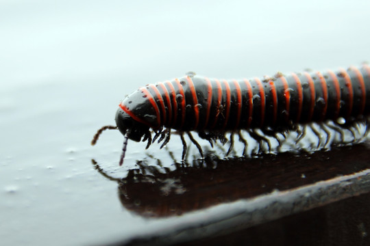 昆虫 千脚虫 爬行 雨中