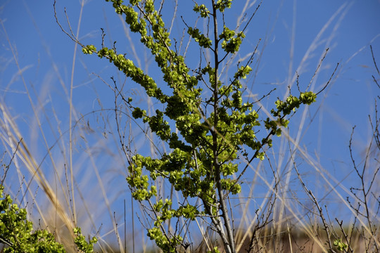 榆钱花榆树开花