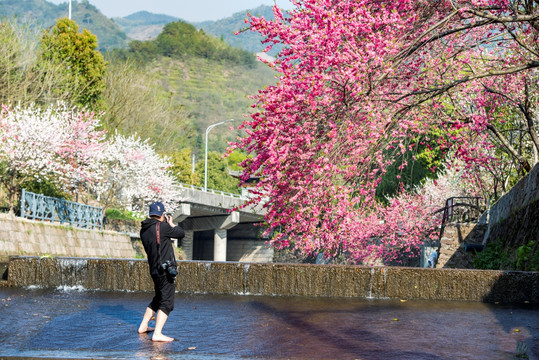 桃花