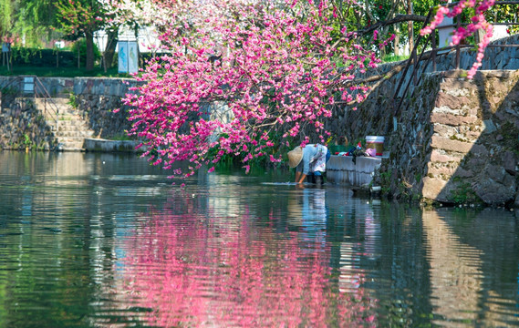 桃花