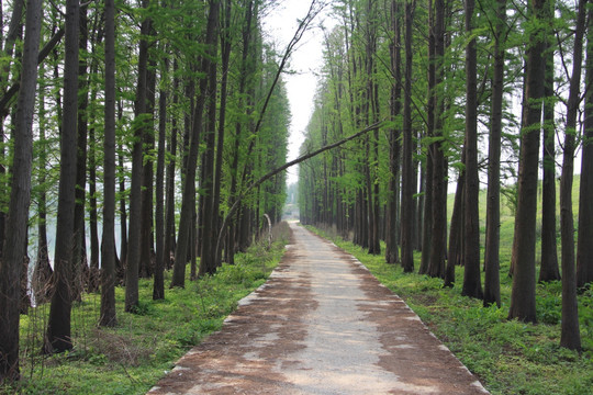 乡村道路 （2）