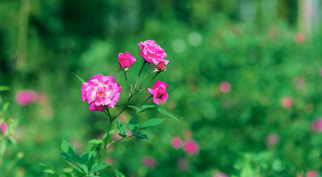 玫瑰花