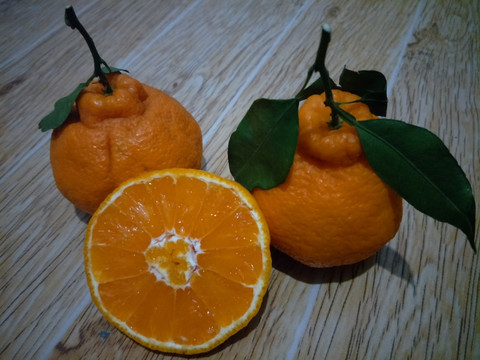 丑柑橘