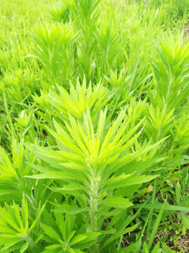 青草背景 绿草背景 植物背景