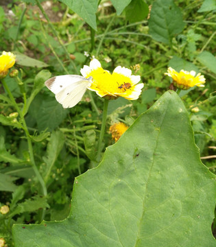 鲜花 花色小花 昆虫 快乐