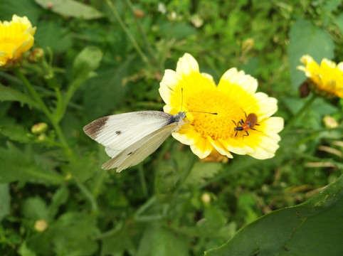 鲜花 花色小花 昆虫 快乐