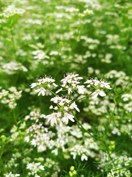 鲜花 花海 白色小花