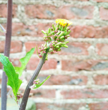 菜花 黄色小花 黄花 花卉 春