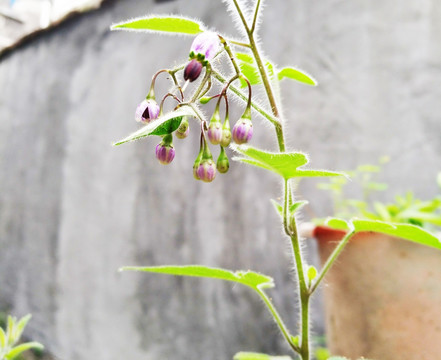 紫色小花 紫色花 野花 春天