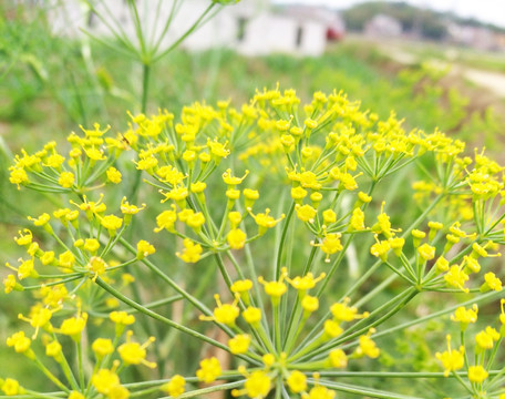 菜花 黄色小花 黄花 花卉 春