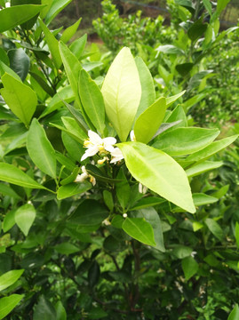 橘子花 春天 花朵 盛开 背景