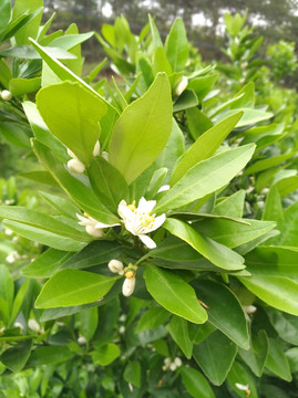 橘子花 春天 花朵 盛开