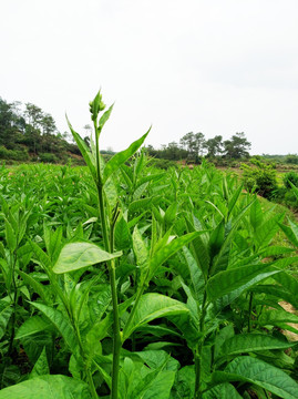 烟草 烟草种植 烟草地