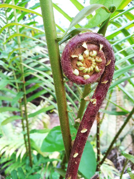 蕨菜 厥 蕨类 植物 自然