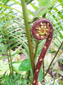 蕨菜 厥 蕨类 植物 自然