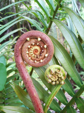 蕨菜 厥 蕨类 植物 自然