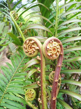 蕨菜 厥 蕨类 植物 自然