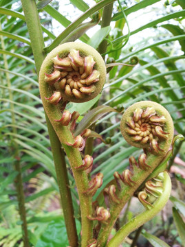 蕨菜 厥 蕨类 植物 自然