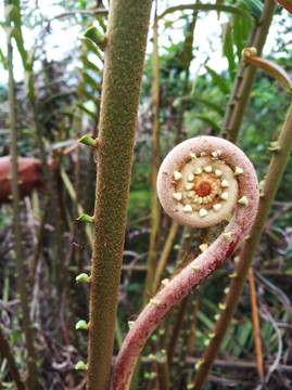 蕨菜 厥 蕨类 植物