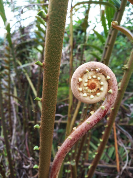 蕨菜 厥 蕨类 植物 自然