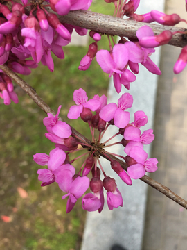 紫荆花