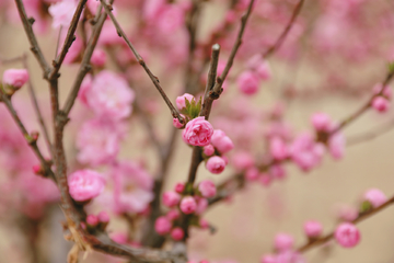 红梅花开