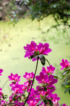 杜鹃花