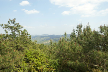 高山植被