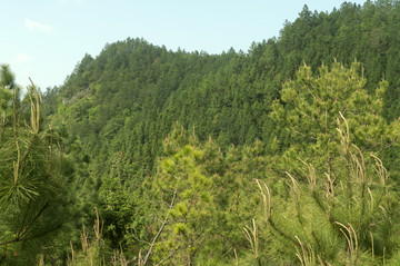 山林植被