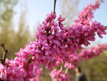 四月芳菲