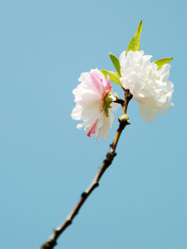 花卉 樱花 白色