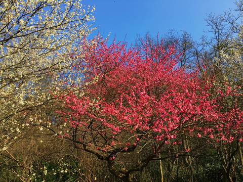 梅花