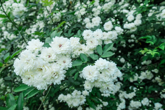 野生白色蔷薇花墙