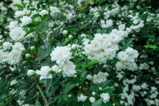 野生白色蔷薇花墙