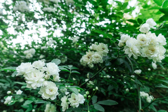 野生白色蔷薇花墙