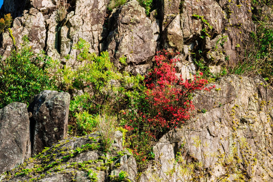 山杜鹃花